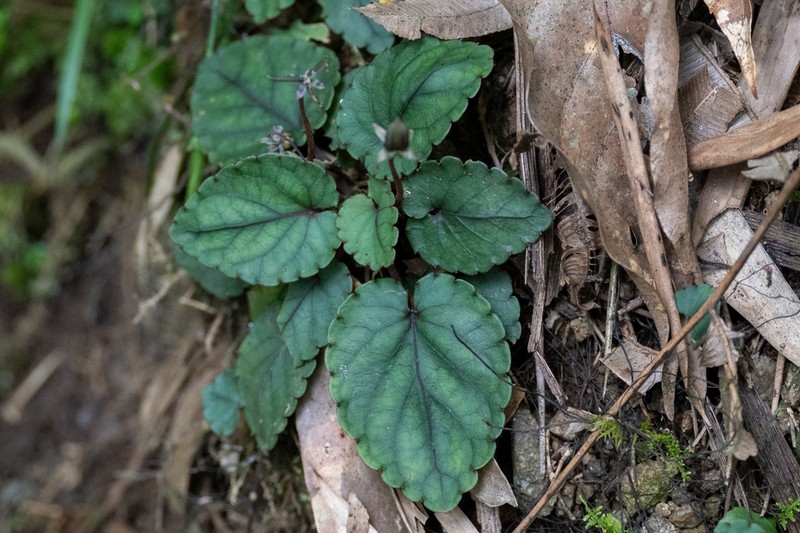 Viola davidii photo 5