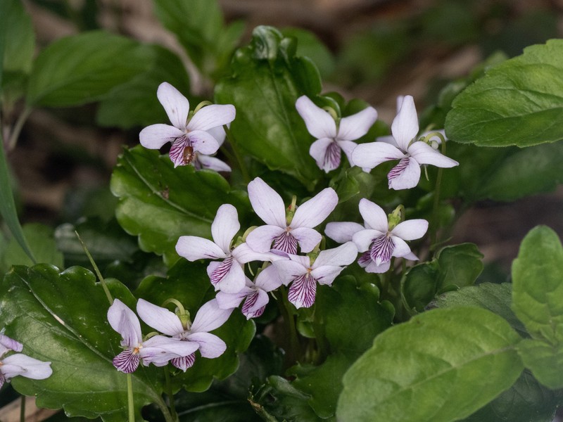 Viola davidii photo 6