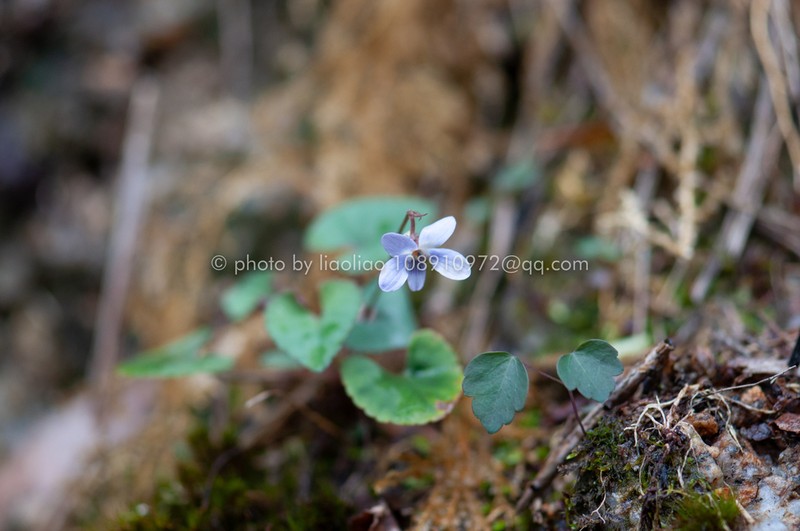 Viola davidii photo 7