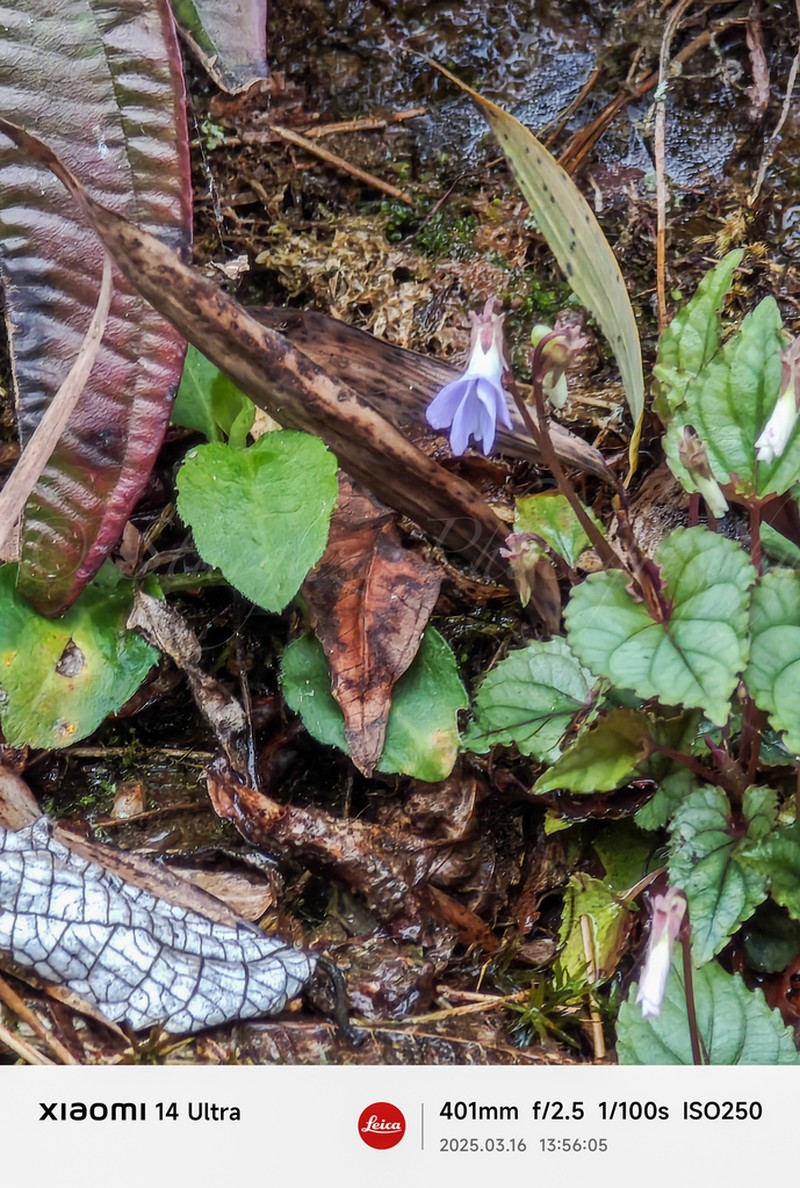 Viola davidii photo 8