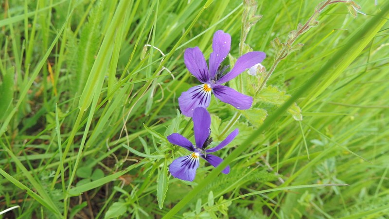 Viola declinata photo 2