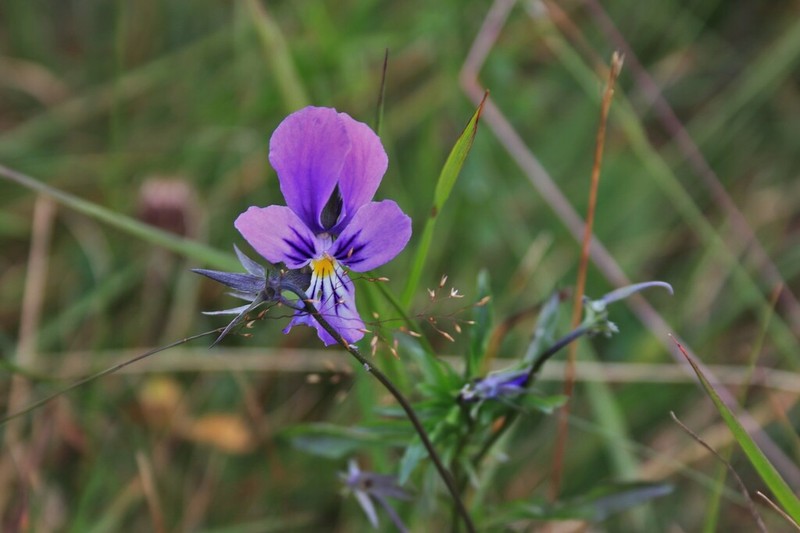 Viola declinata photo 3
