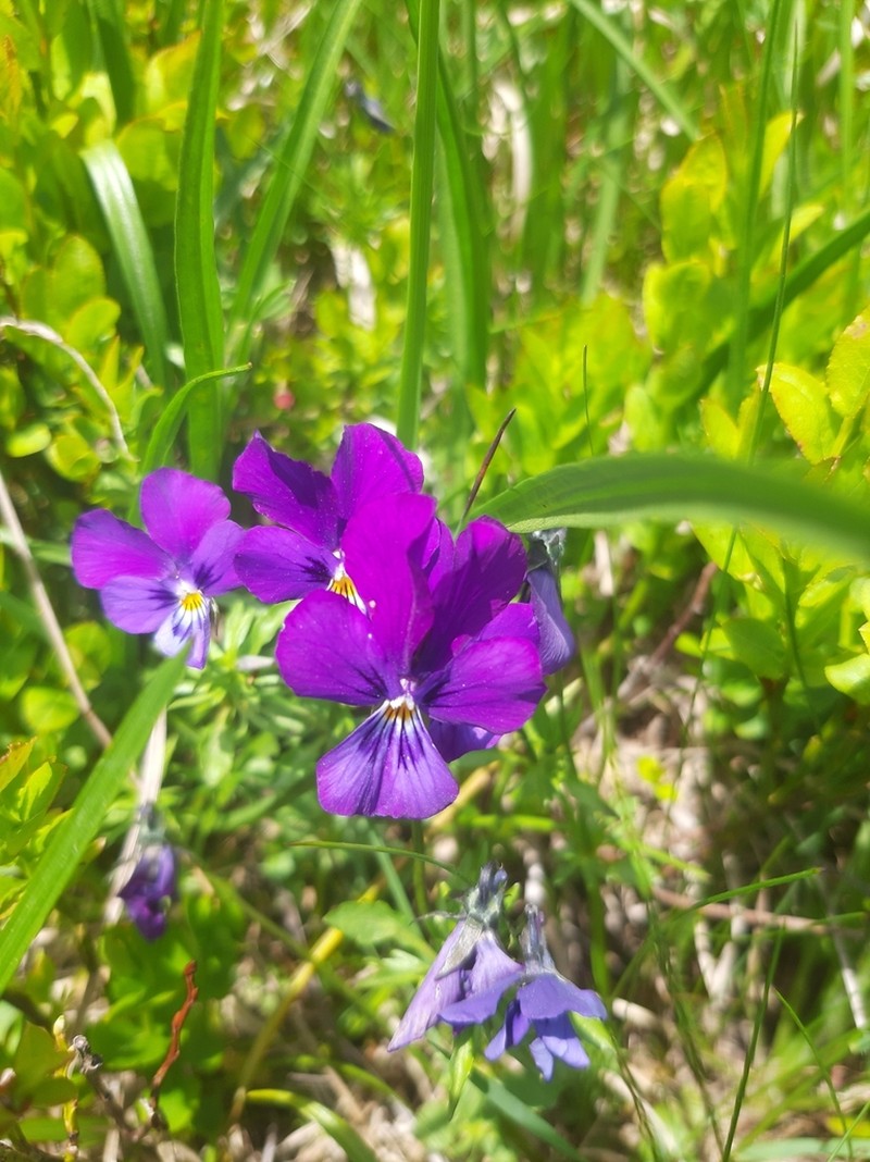 Viola declinata photo 4