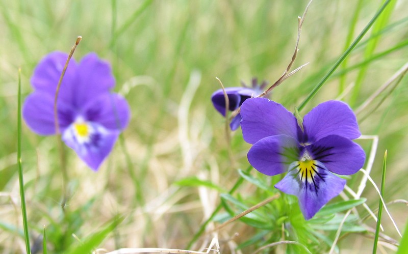 Viola declinata photo 5