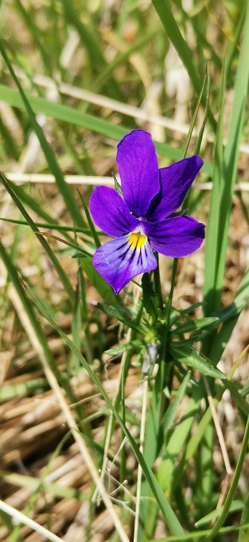 Viola declinata photo 6