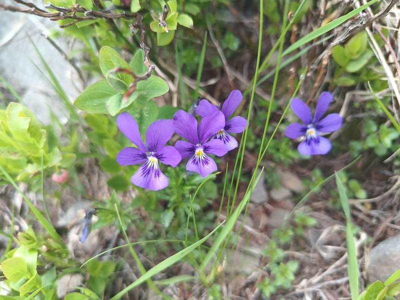 Viola declinata photo 7