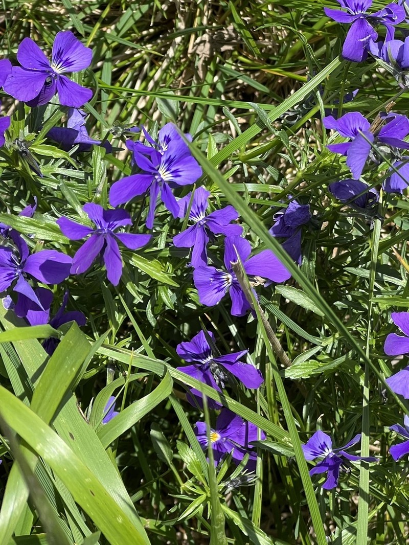 Viola declinata photo 8
