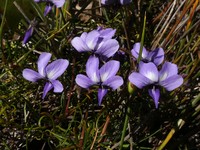 Viola decumbens