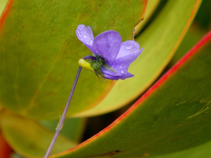 Viola decumbens photo 2