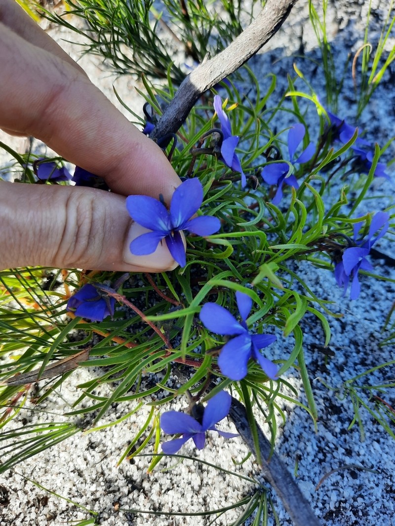 Viola decumbens photo 3