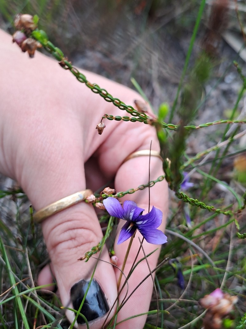 Viola decumbens photo 4