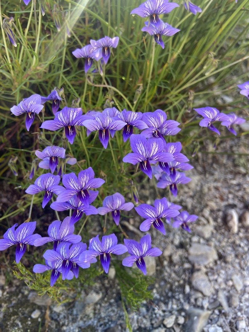 Viola decumbens photo 5