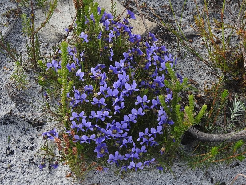 Viola decumbens photo 6