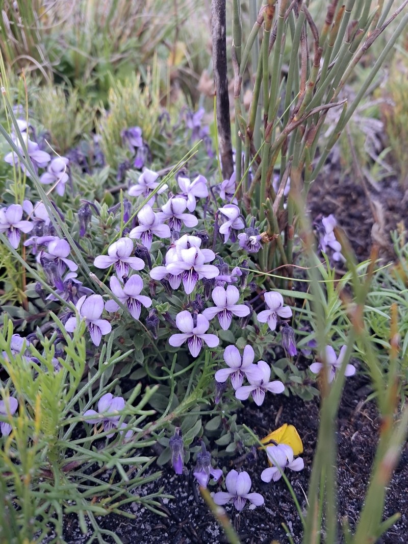 Viola decumbens photo 7