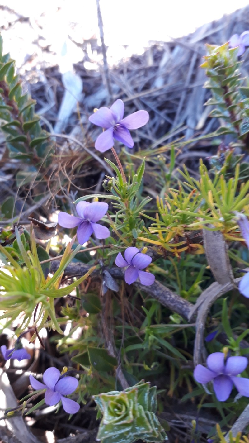 Viola decumbens var. decumbens