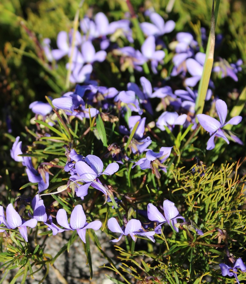 Viola decumbens var. decumbens photo 2
