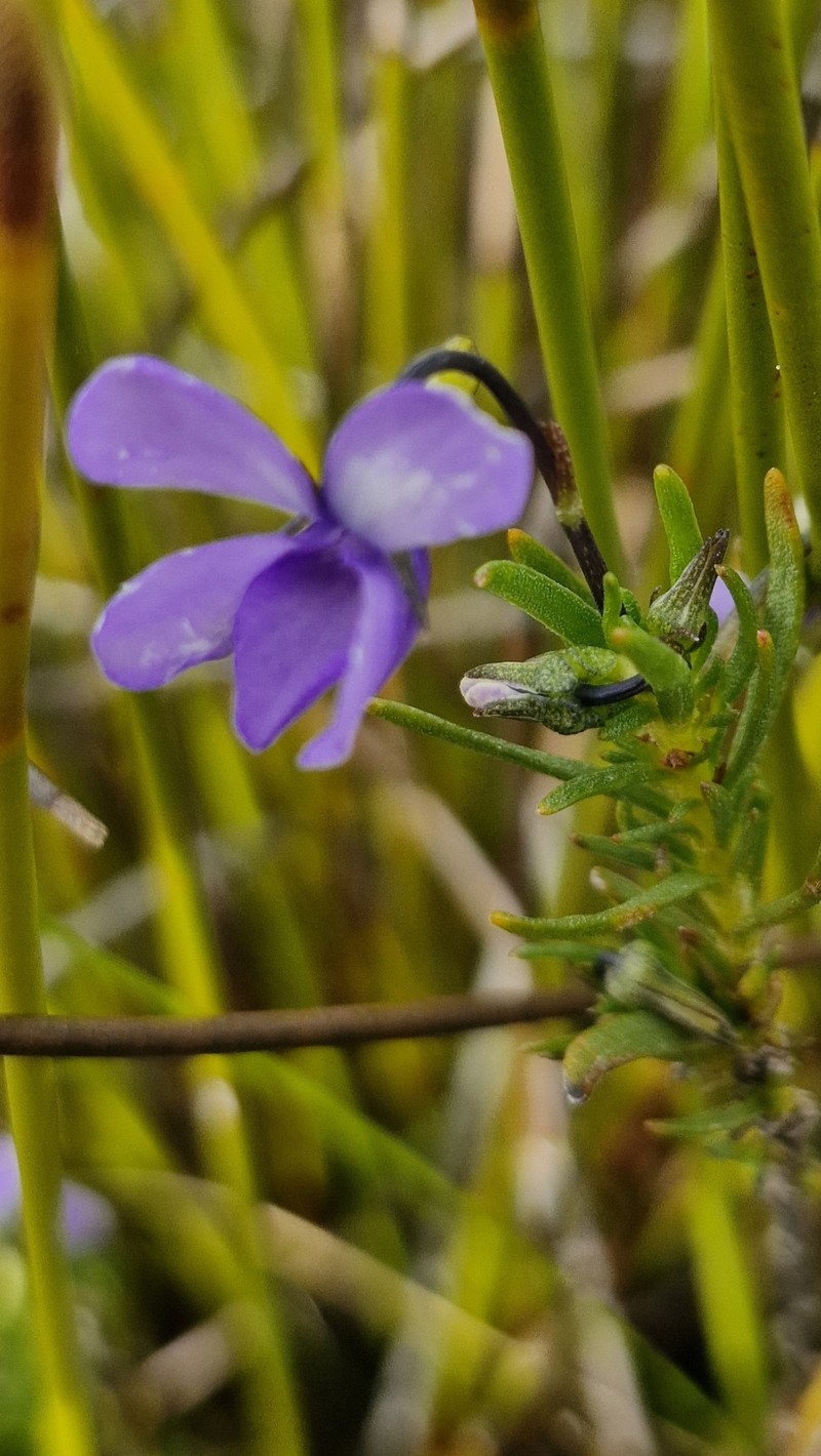 Viola decumbens var. decumbens photo 3