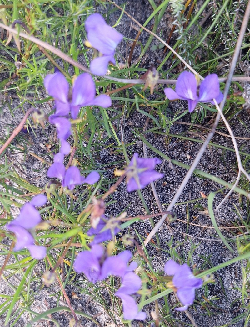 Viola decumbens var. decumbens photo 4