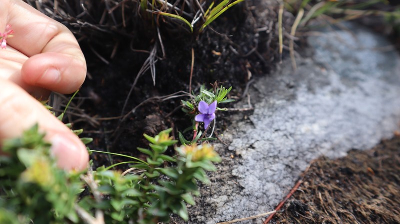 Viola decumbens var. decumbens photo 5