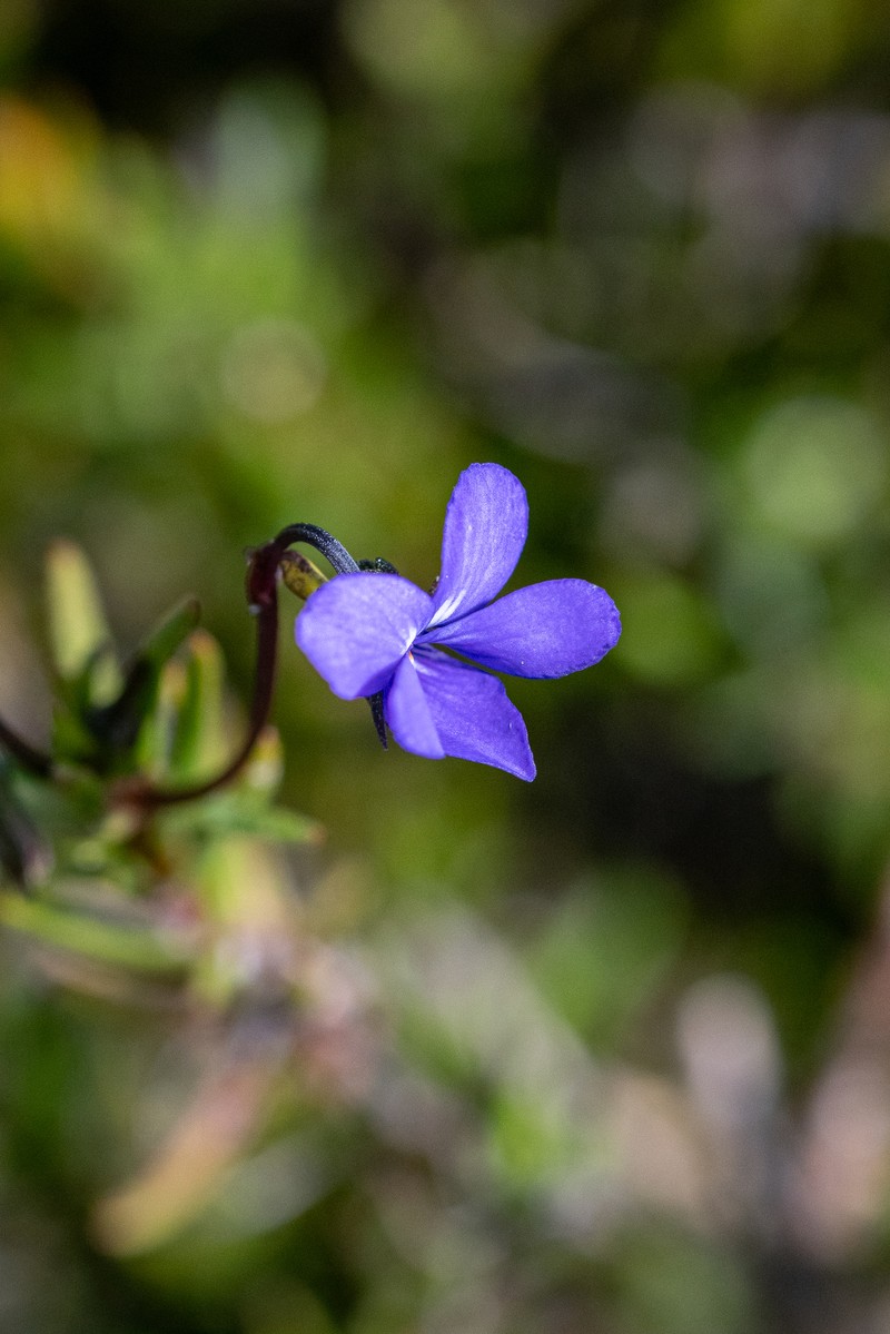 Viola decumbens var. decumbens photo 6