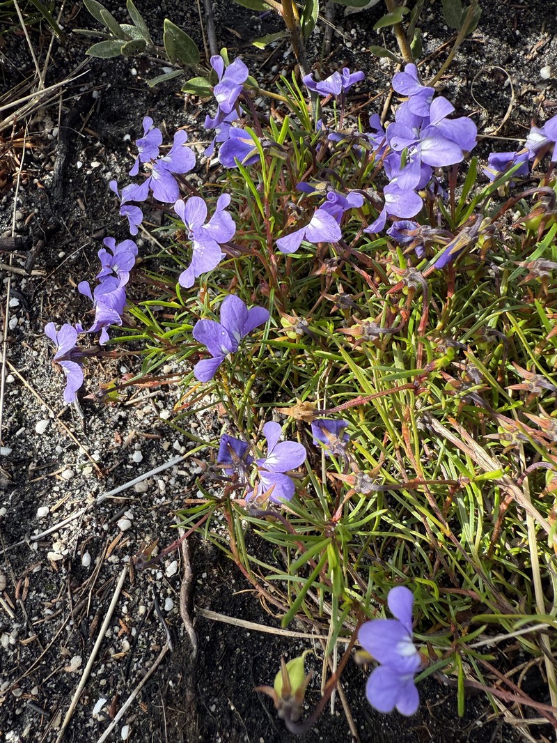Viola decumbens var. decumbens photo 7