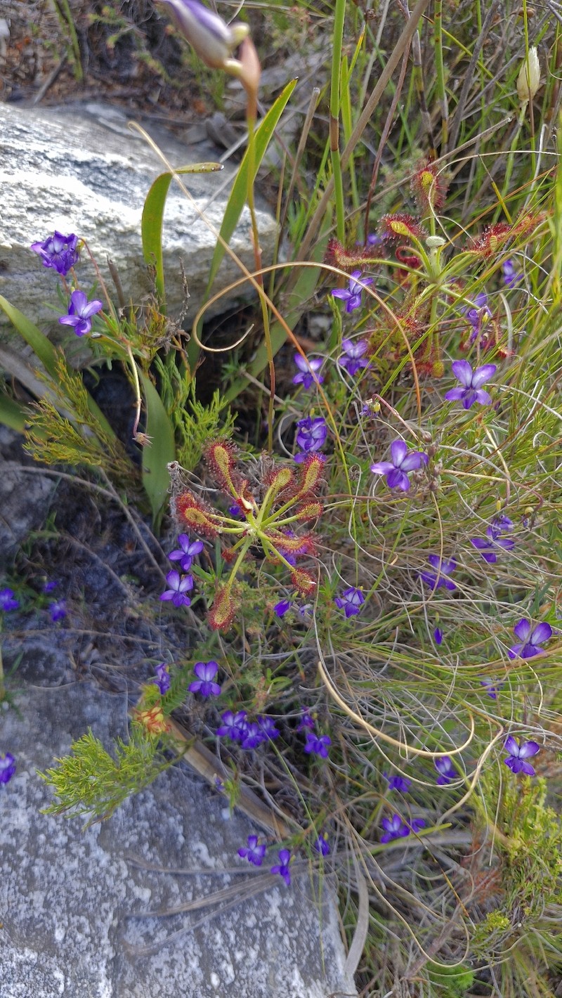 Viola decumbens var. decumbens photo 8