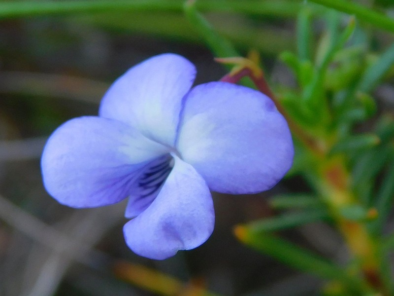 Viola decumbens var. scrotiformis