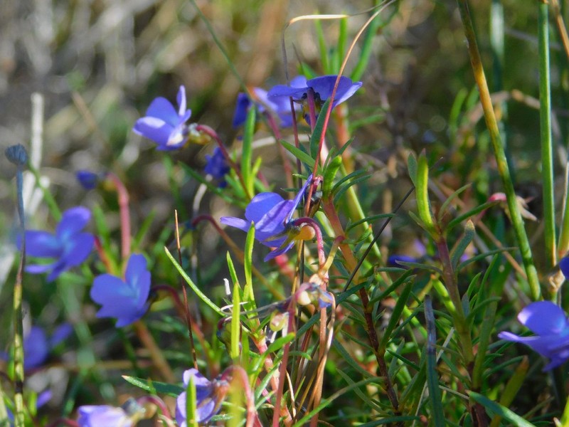 Viola decumbens var. scrotiformis photo 2