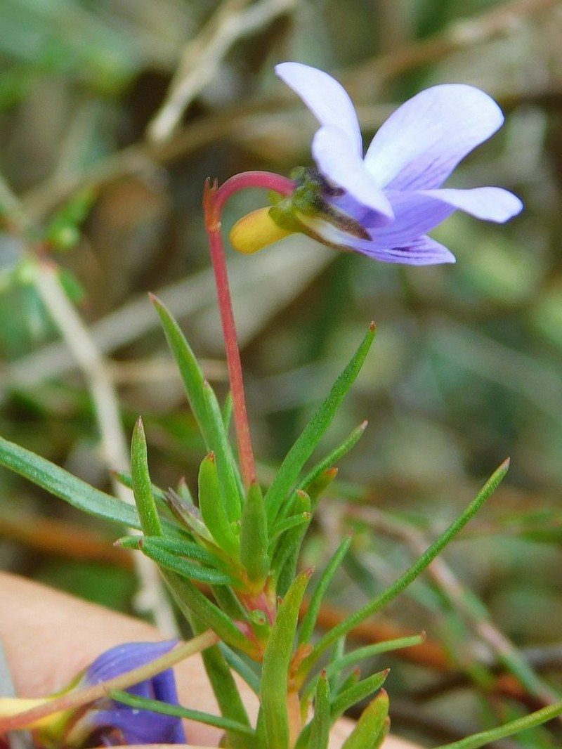 Viola decumbens var. scrotiformis photo 3