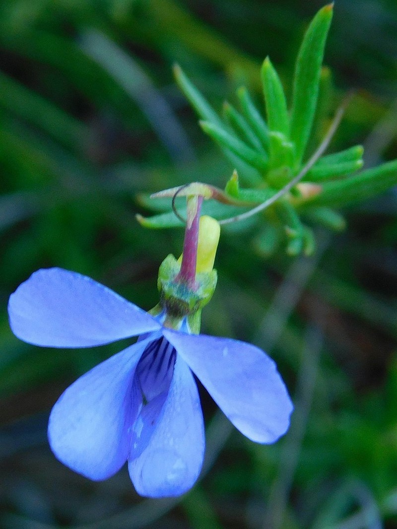 Viola decumbens var. scrotiformis photo 4