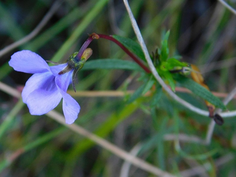 Viola decumbens var. scrotiformis photo 5