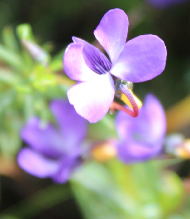 Viola decumbens var. scrotiformis photo 6