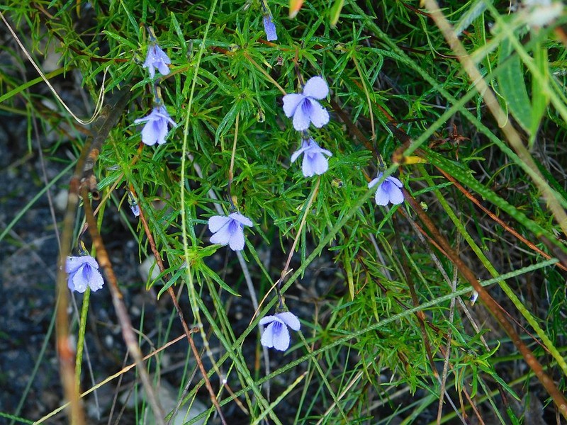 Viola decumbens var. scrotiformis photo 7