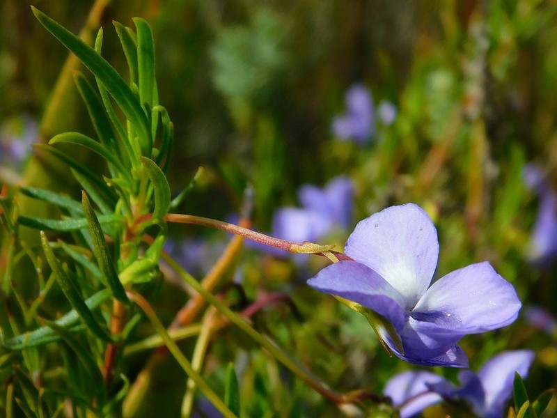 Viola decumbens var. scrotiformis photo 8