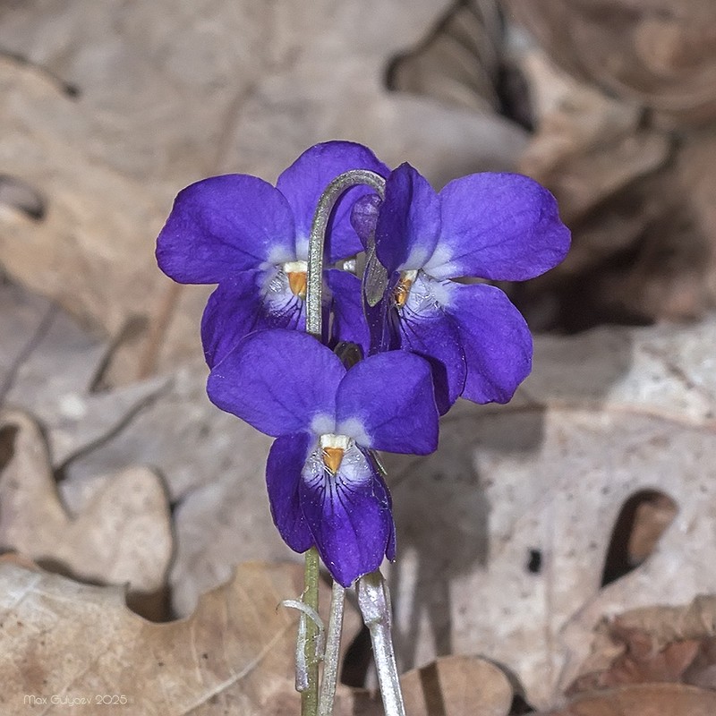 Viola dehnhardtii