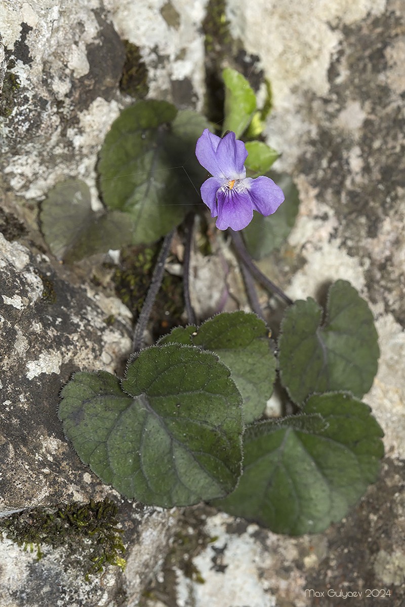 Viola dehnhardtii photo 2
