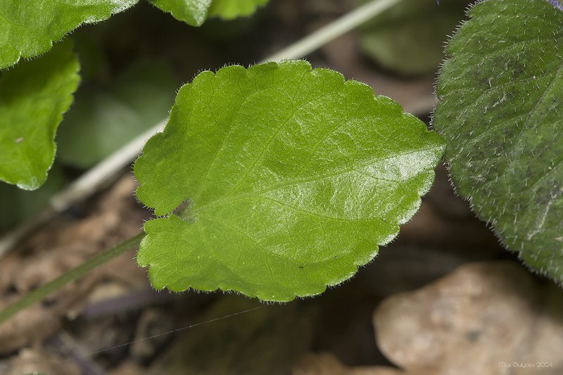 Viola dehnhardtii photo 3