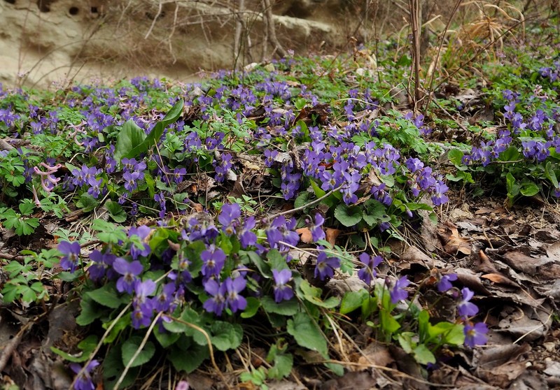 Viola dehnhardtii photo 4