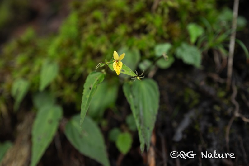 Viola delavayi