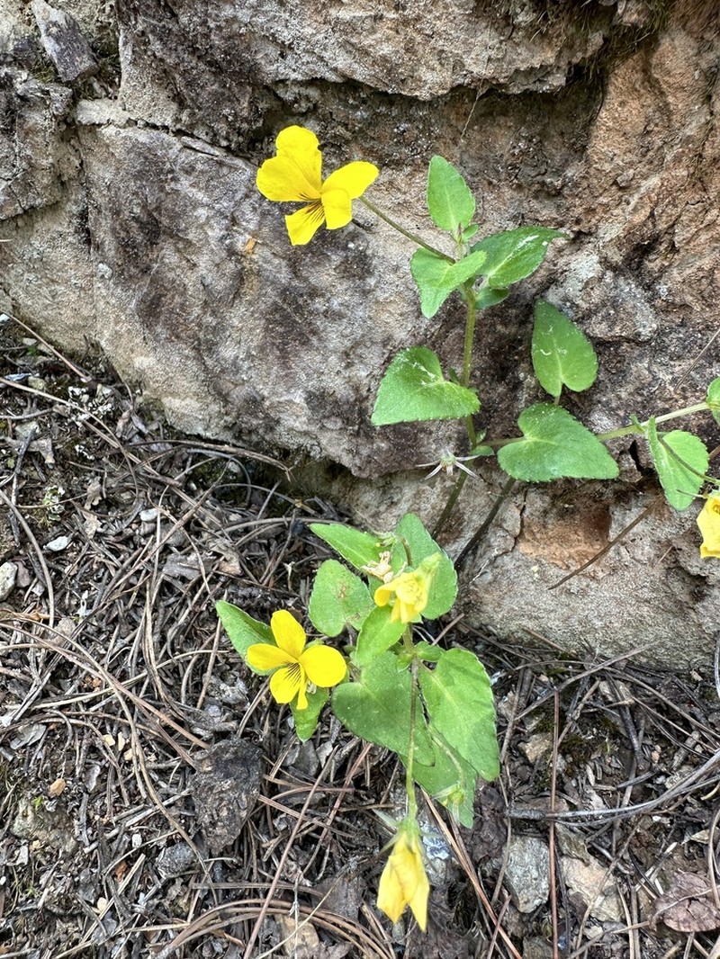 Viola delavayi photo 2