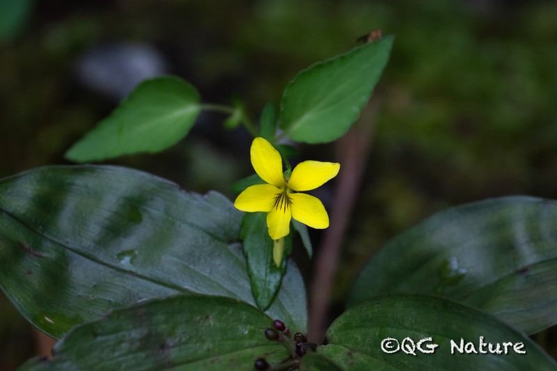 Viola delavayi photo 3