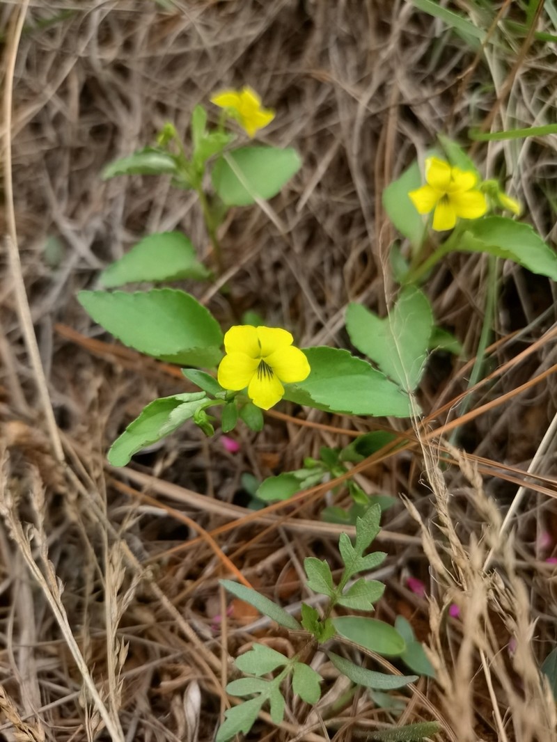 Viola delavayi photo 4