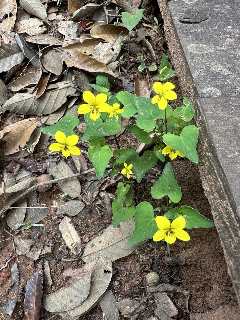 Viola delavayi photo 5