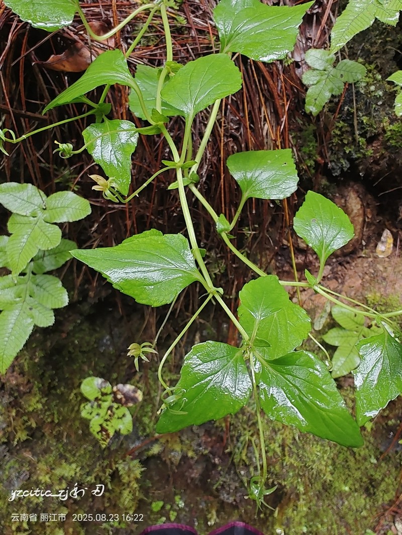 Viola delavayi photo 6