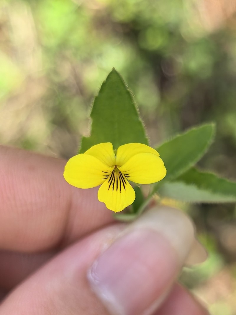 Viola delavayi photo 7
