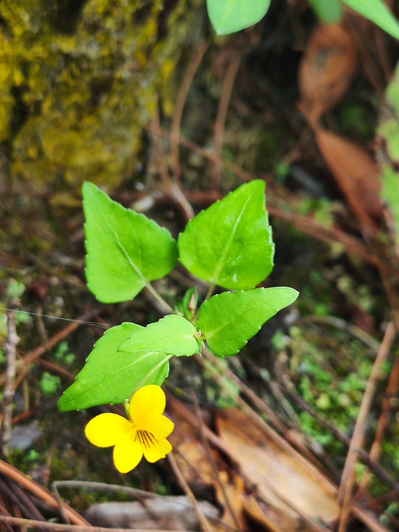 Viola delavayi photo 8