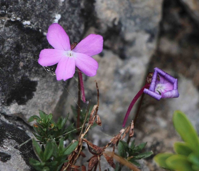 Viola delphinantha