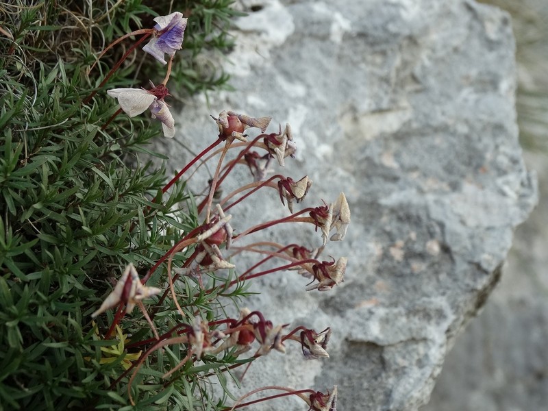 Viola delphinantha photo 2