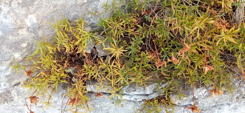 Viola delphinantha photo 3