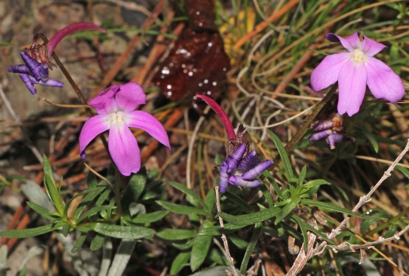 Viola delphinantha photo 4